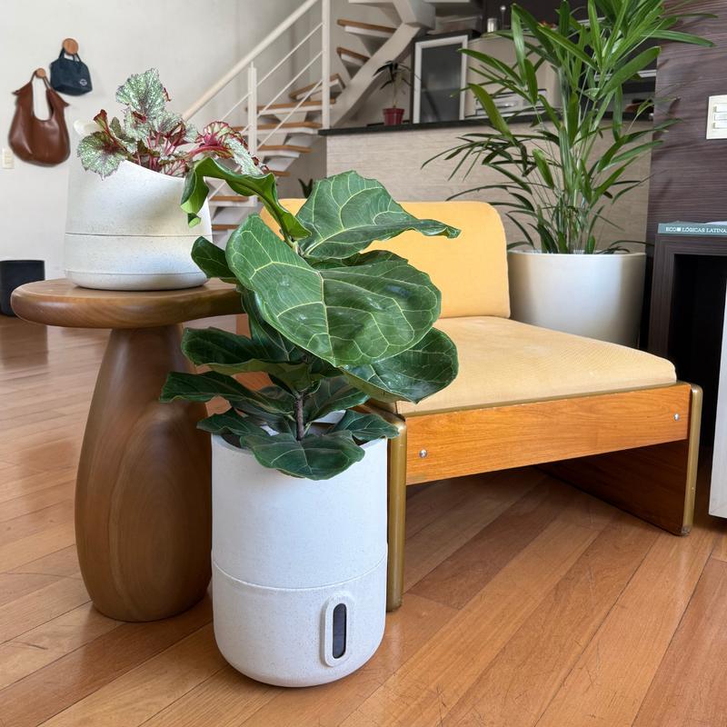 33x25 Urban Sprout Plant Pot, Germination Decor Planter for Home Patio Gardening